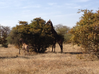 Intercultura - Capitolo 12 Ricordi di viaggio, Escursione alla riserva di Bandia Park, parco di conservazione per specie selvatiche africane