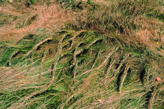 Maja Bajevic, Avanti Popolo, Maja Bajevic, Tresses, 2001, in situ installation / photo series, 100 x 70 cm.
Exhibition view: Watou Poeziezomer 2001, Watou, Belgium, organized by S.M.A.K. (Curator Ann Demeester), 2001.

Photo documentation: Maja Bajevic