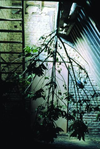 Maja Bajevic, Avanti Popolo, Maja Bajevic, Arbre, 2001, installation / photographs.
Exhibition view: Watou Poeziezomer 2001, Watou, Belgium, organized by S.M.A.K., Ghent, Belgium (Curator Ann Demeester), 2001.

Photo documentation: Maja Bajevic