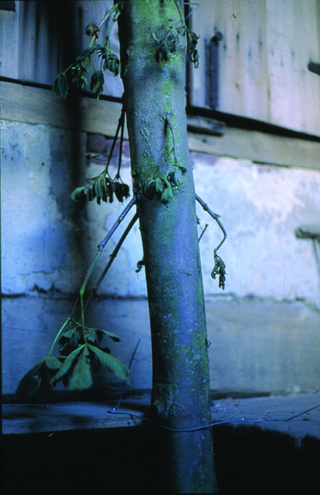 Maja Bajevic, Avanti Popolo, Maja Bajevic, Arbre, 2001, installation / photographs.
Exhibition view: Watou Poeziezomer 2001, Watou, Belgium, organized by S.M.A.K., Ghent, Belgium (Curator Ann Demeester), 2001.

Photo documentation: Maja Bajevic