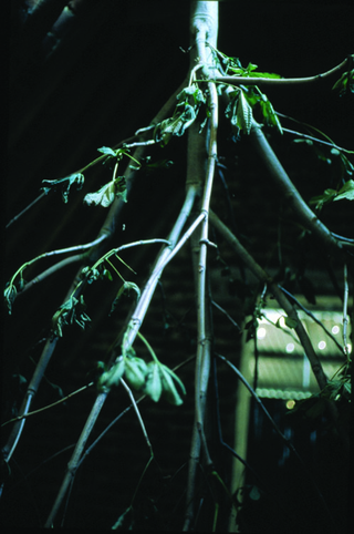 Maja Bajevic, Avanti Popolo, Maja Bajevic, Arbre, 2001, installation / photographs.
Exhibition view: Watou Poeziezomer 2001, Watou, Belgium, organized by S.M.A.K., Ghent, Belgium (Curator Ann Demeester), 2001.

Photo documentation: Maja Bajevic