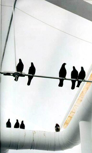 Maurizio Cattelan, Turisti, 1997
(Tourists)
Stuffed pigeons
misura ambiente
XLVII Biennale, Venezia