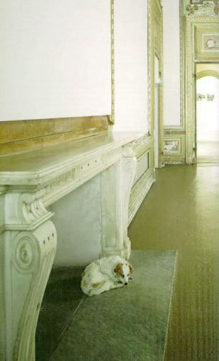 Maurizio Cattelan, Morto stecchito, 1997
(Stone dead)
Stuffed dog
38 x 30 x 15 cm
Castello di Rivoli - Museo d'Arte Contemporanea, Rivoli (TO)
Foto di Paolo Pellion